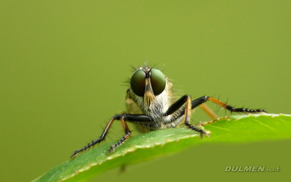 Common Awl Robberfly (Neoitamus cyanurus)